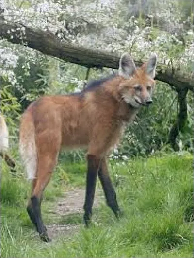 Quel est cet animal ?