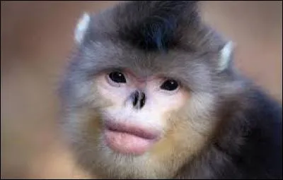 Quel est cet animal ?