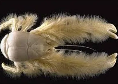 Quel est cet animal ?