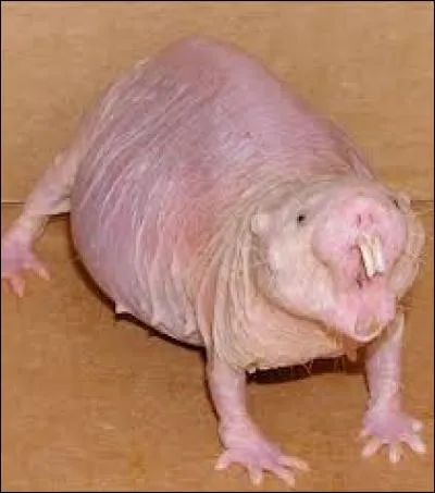 Quel est cet animal ?