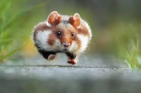 Quiz Animaux