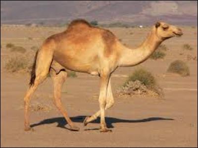 Est-ce un chameau ou un dromadaire ?