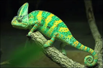 Est-ce un lézard ou un caméléon ?