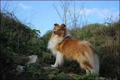 Est-ce un shetland ou un colley ?
