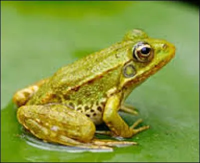 Quel est cet animal ?