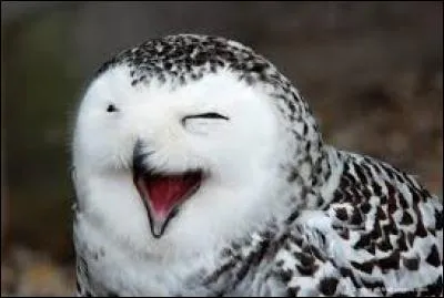 Quel est cet animal ?