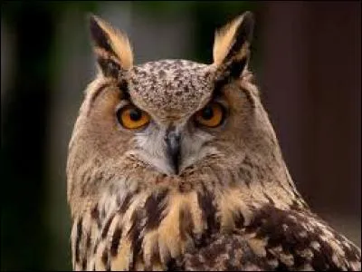 Quel est cet animal ?