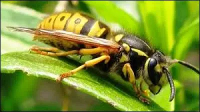 Quel est cet animal ?