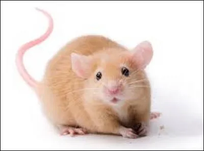 Quel est cet animal ?