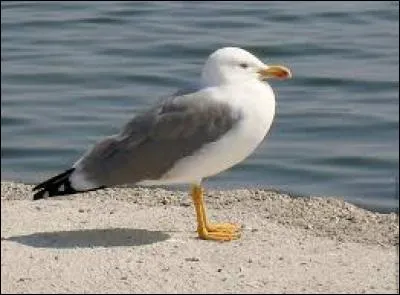 Quel est cet animal ?