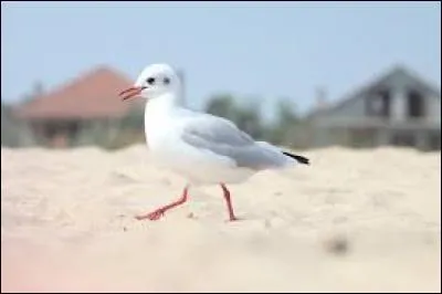 Quel est cet animal ?