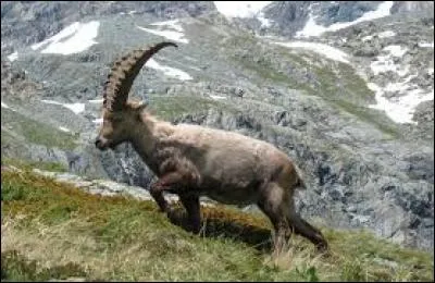 Quel est cet animal ?