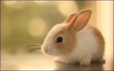 Quel est cet animal ?