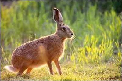 Quel est cet animal ?