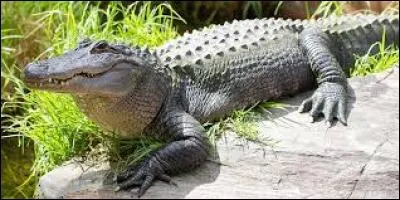 Quel est cet animal ?