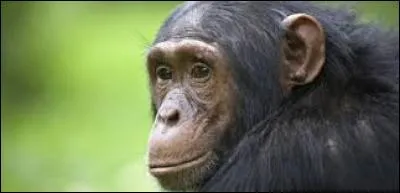 Quel est cet animal ?