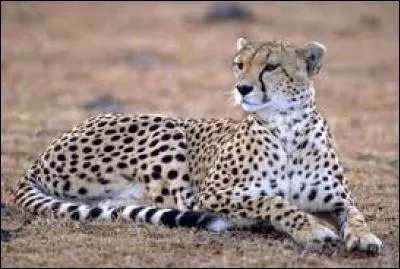 Quel est cet animal ?