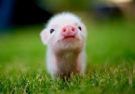Quiz Animaux
