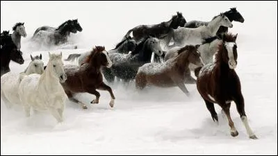 Peut-on passer un galop dans n'importe quel club ?