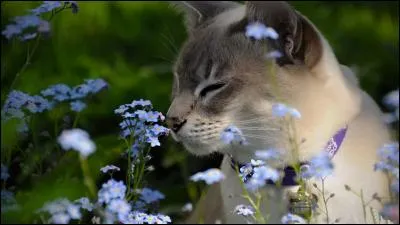 Faut-il se méfier des étalons ?