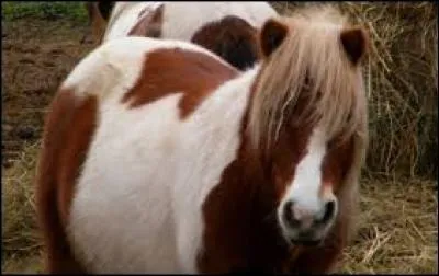 Cette ponette est...