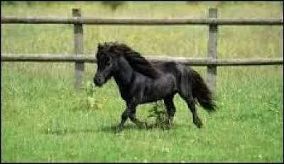 Quelle est la race de ce cheval...