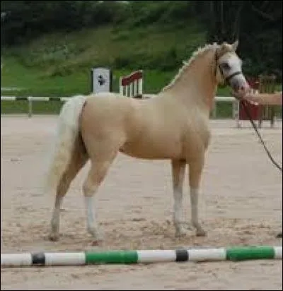Ce poney est un...