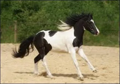 Ce poney est...