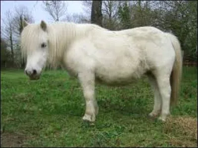 Cette ponette est...