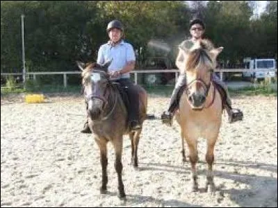 Le poney de droite est un...