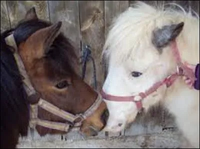 Ces poneys sont...