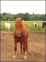Quiz Poneys