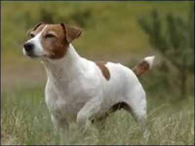 Quelle est la race de ce chien ?