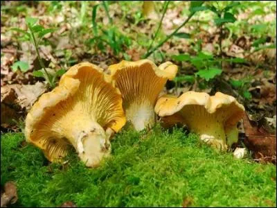 Reconnais-tu cet excellent champignon ?