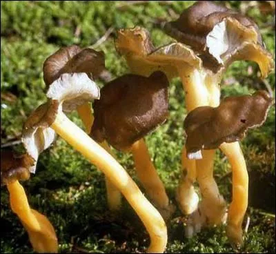 Reconnais-tu cet excellent champignon ?