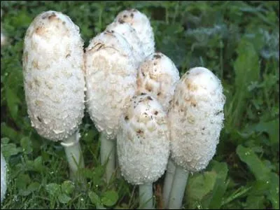 Reconnais-tu cet excellent champignon ?