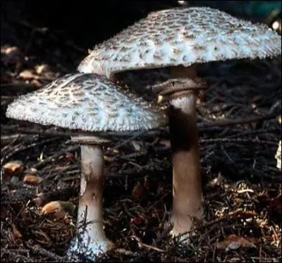 Reconnais-tu cet excellent champignon ?