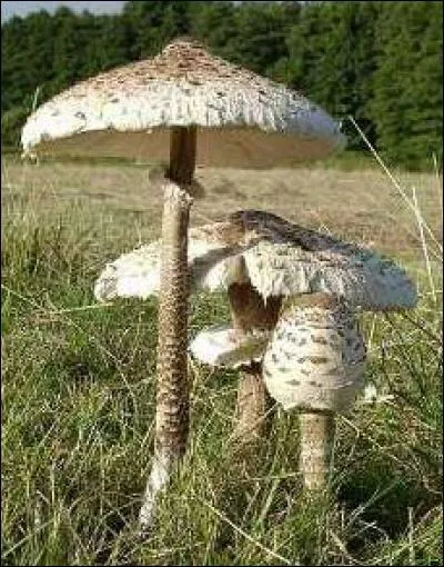 Reconnais-tu cet excellent champignon ?
