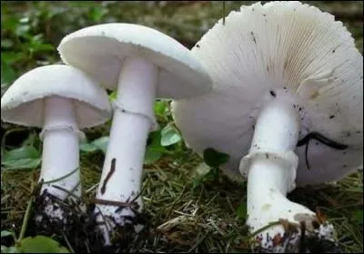Reconnais-tu cet excellent champignon ?
