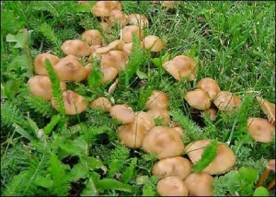 Reconnais-tu cet excellent champignon ?