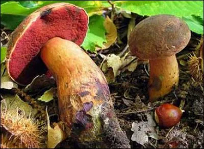 Reconnais-tu cet excellent champignon ?