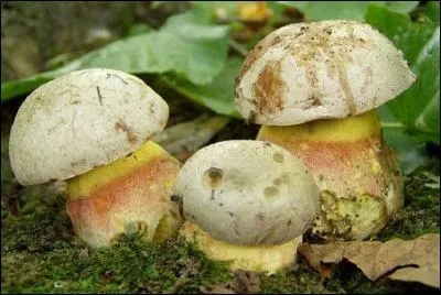 Reconnais-tu cet excellent champignon ?