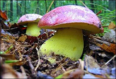 Reconnais-tu cet excellent champignon ?