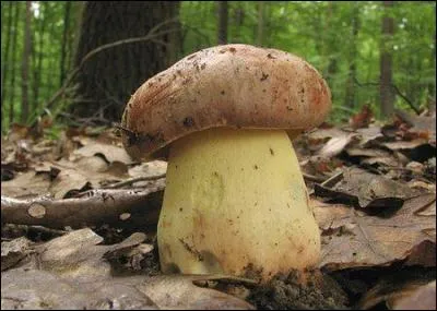 Reconnais-tu cet excellent champignon ?