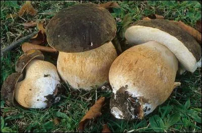 Reconnais-tu cet excellent champignon ?