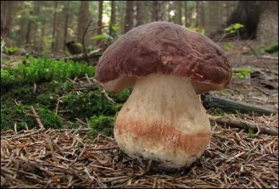 Reconnais-tu cet excellent champignon ?