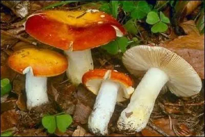 Reconnais-tu cet excellent champignon ?