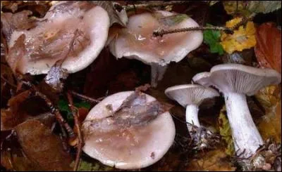 Reconnais-tu cet excellent champignon ?