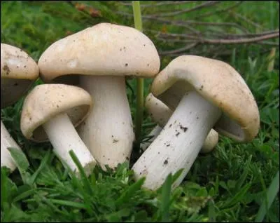 Reconnais-tu cet excellent champignon ?