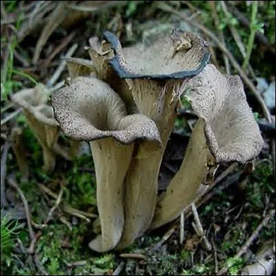 Reconnais-tu cet excellent champignon ?